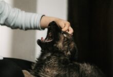 How to Stop Dog Barking at Night