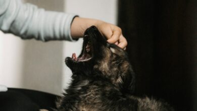 How to Stop Dog Barking at Night