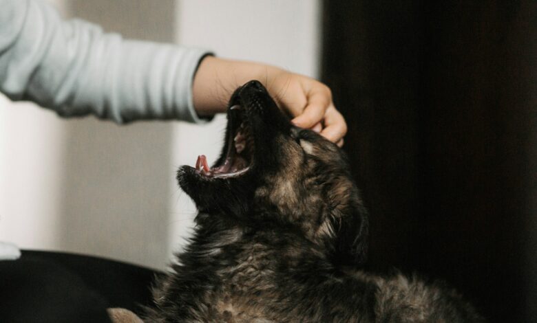 How to Stop Dog Barking at Night