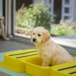 Crate Training Tips for New Puppies