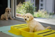 Crate Training Tips for New Puppies