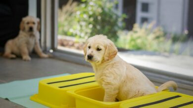 Crate Training Tips for New Puppies