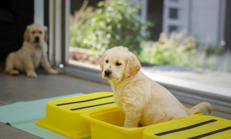 Crate Training Tips for New Puppies