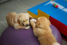 Positive Reinforcement Training for Puppies: A Step-By-Step Guide