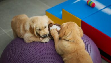 Positive Reinforcement Training for Puppies: A Step-By-Step Guide