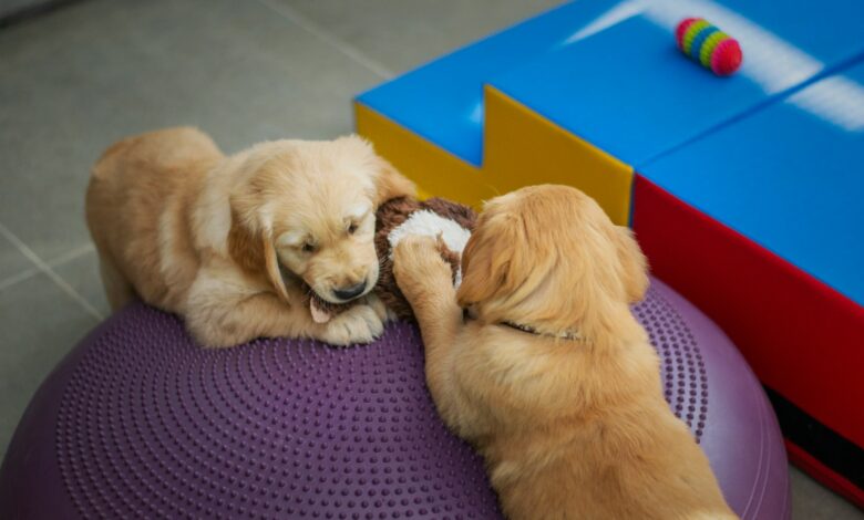 Positive Reinforcement Training for Puppies: A Step-By-Step Guide