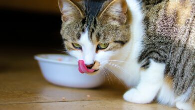Homemade Cat Food Recipes Vet Approved