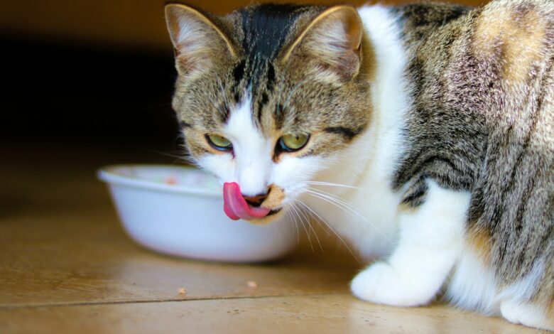 Homemade Cat Food Recipes Vet Approved