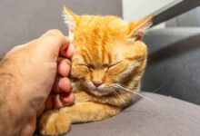 How to Calm a Stressed Cat