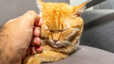 How to Calm a Stressed Cat