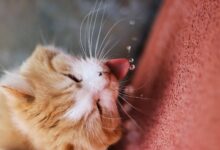 How to Bathe a Cat That Hates Water