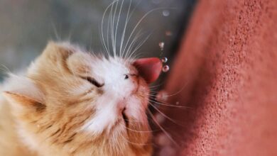How to Bathe a Cat That Hates Water
