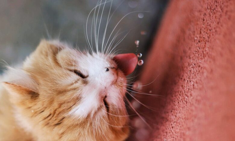 How to Bathe a Cat That Hates Water
