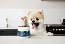 Best Shampoo for Dogs with Itchy Skin