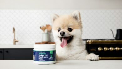 Best Shampoo for Dogs with Itchy Skin