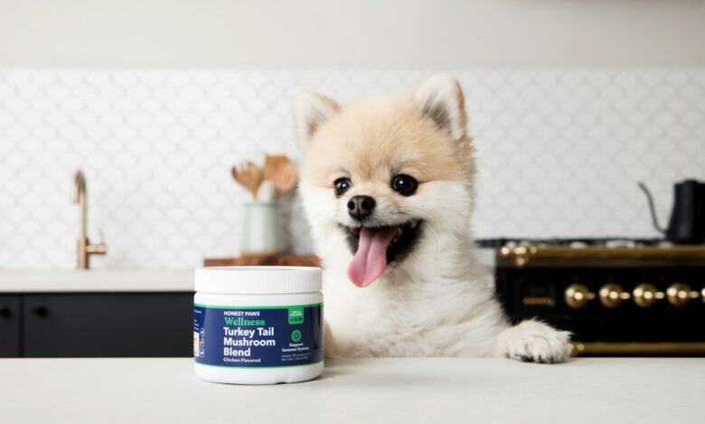 Best Shampoo for Dogs with Itchy Skin