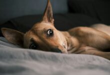 Common Signs of Anxiety in Dogs