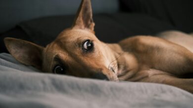 Common Signs of Anxiety in Dogs