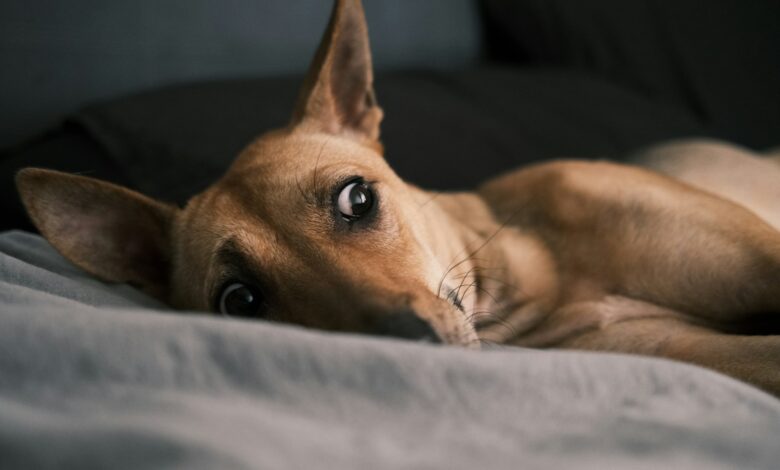 Common Signs of Anxiety in Dogs
