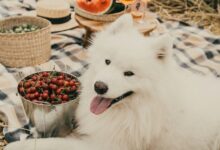 Grain Free Puppy Food Benefits