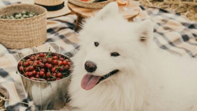 Grain Free Puppy Food Benefits