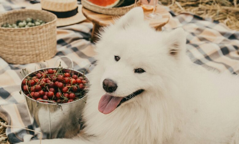Grain Free Puppy Food Benefits