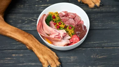 raw diet for dogs