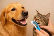 Brushing Your Pet’s Teeth: A Vet-Approved Guide to Prevent Dental Disease