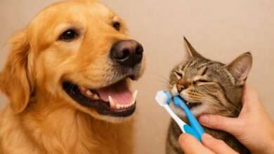 Brushing Your Pet’s Teeth: A Vet-Approved Guide to Prevent Dental Disease