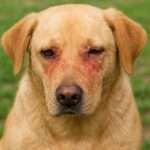 Allergies and Yeast Infections