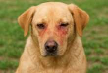 Allergies and Yeast Infections