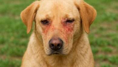 Allergies and Yeast Infections