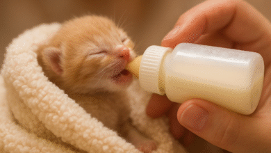 What Food Can You Give a Newborn Cat