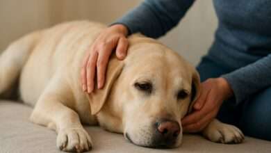 Dog Weakness and Lethargy