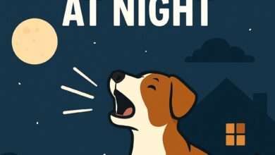 Stop Dog Barking at Night