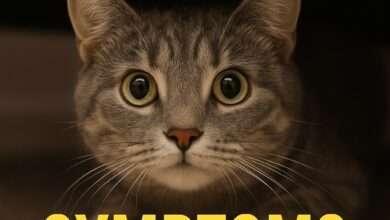 Cat anxiety symptoms